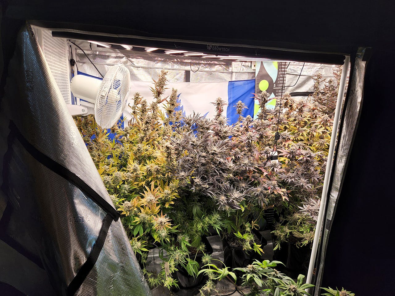 picture of bountiful cannabis plants in a grow tent that are ready for harvest